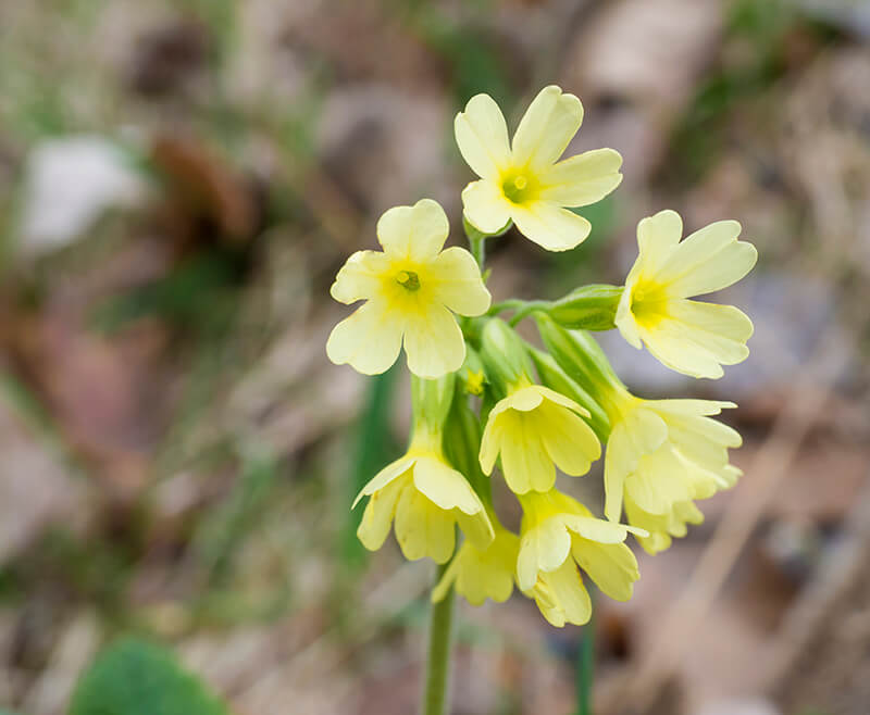 Primrose with Shades of Yellow