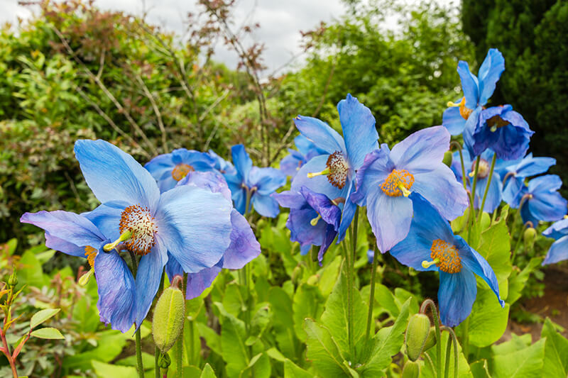 Himalayan Blue Popp