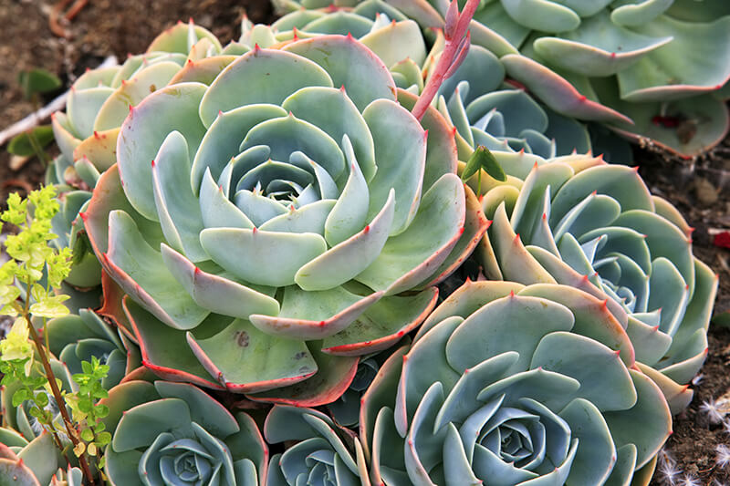 Hens and Chicks