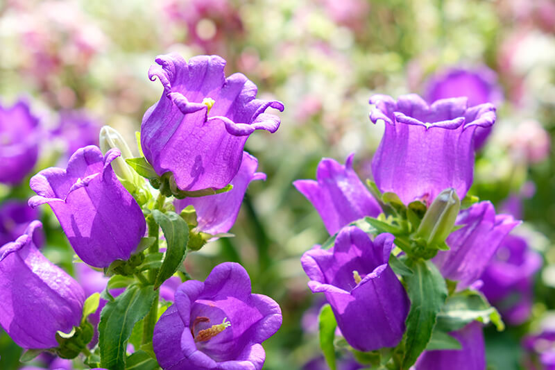 Canterbury Bells Flower Type