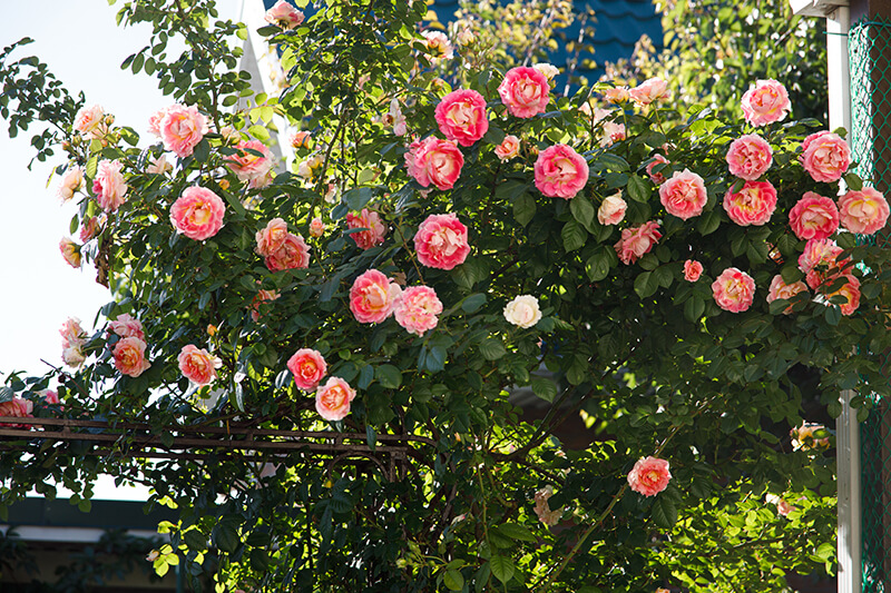 Climbing Rose