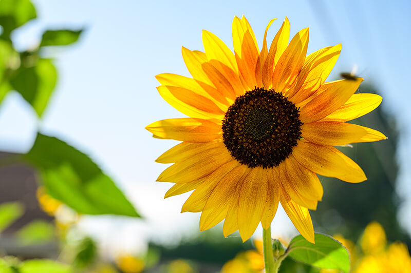 Sunflower with Shades of Yellow