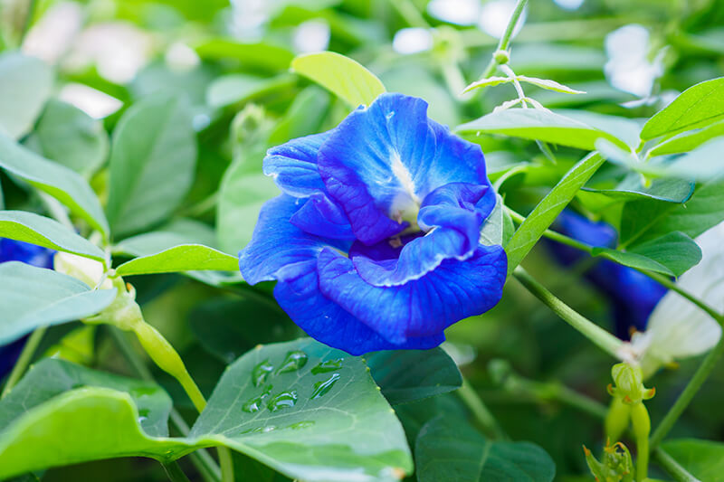 Blue Sweet Pea