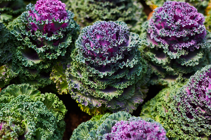 Ornamental Cabbage