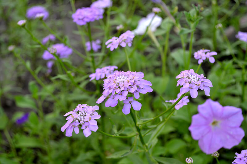 Candytuft, Birth Flower