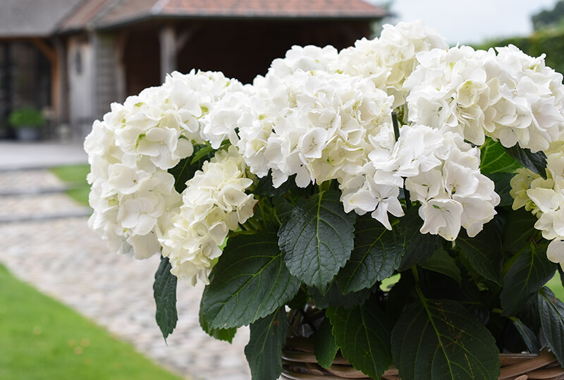 Ajisai Hydrangea