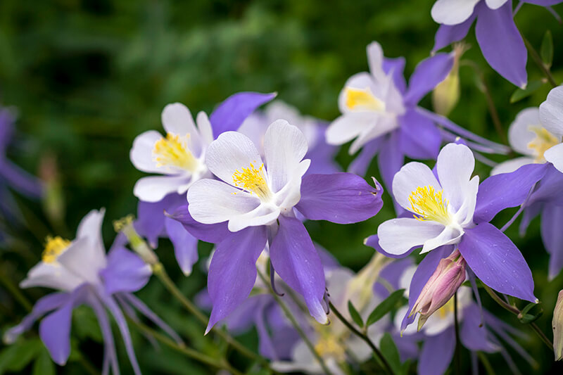 Columbine