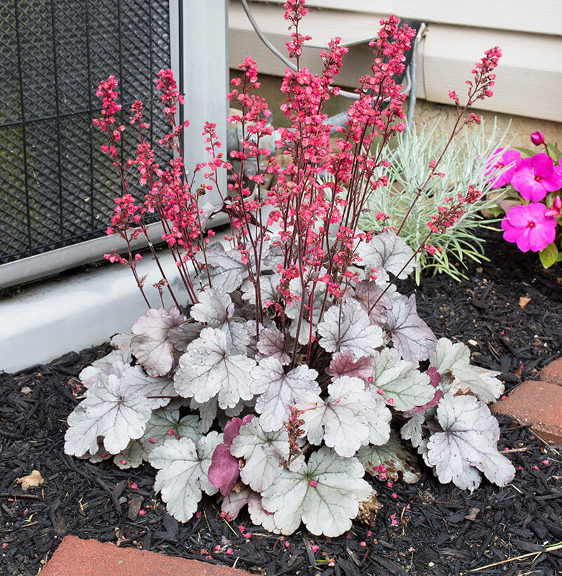 Coral Bells