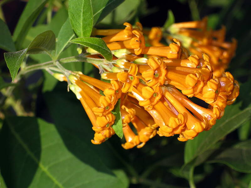 Yellow Cestrum for Window Boxes