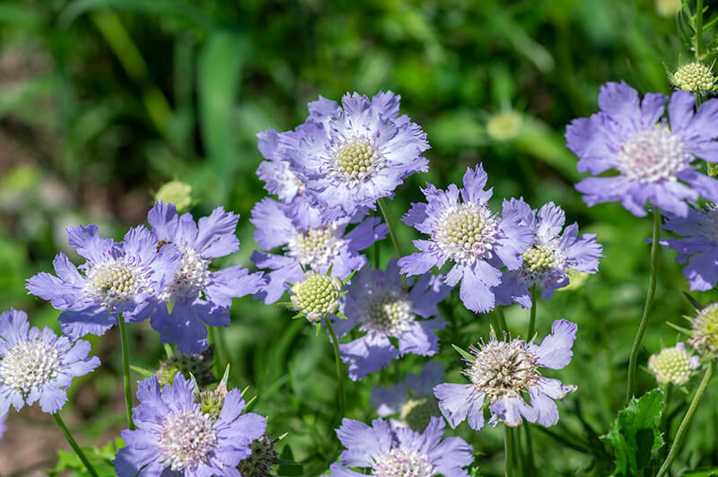 Pincushion Flower