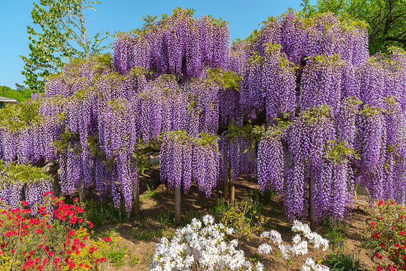 Japanese Wisteria