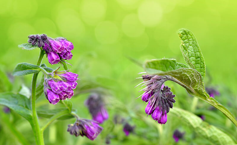 0.25 Feet Tall Common Comfrey