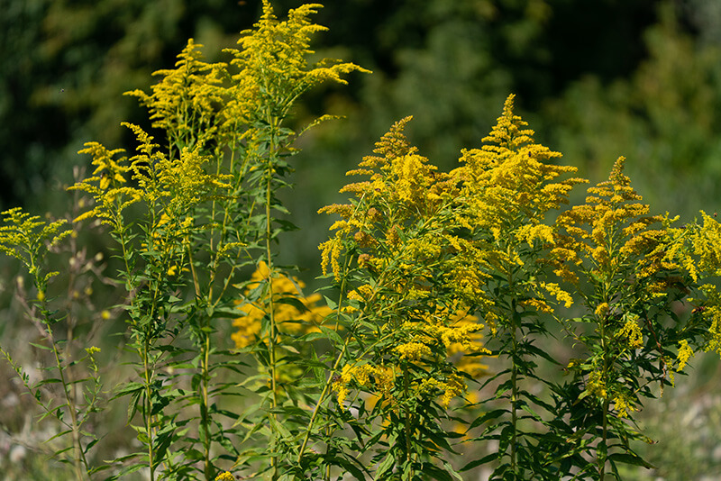 Canada Goldenrod