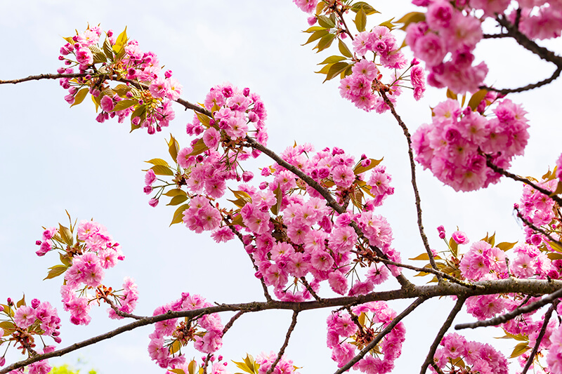 Japanese Flowering Cherry