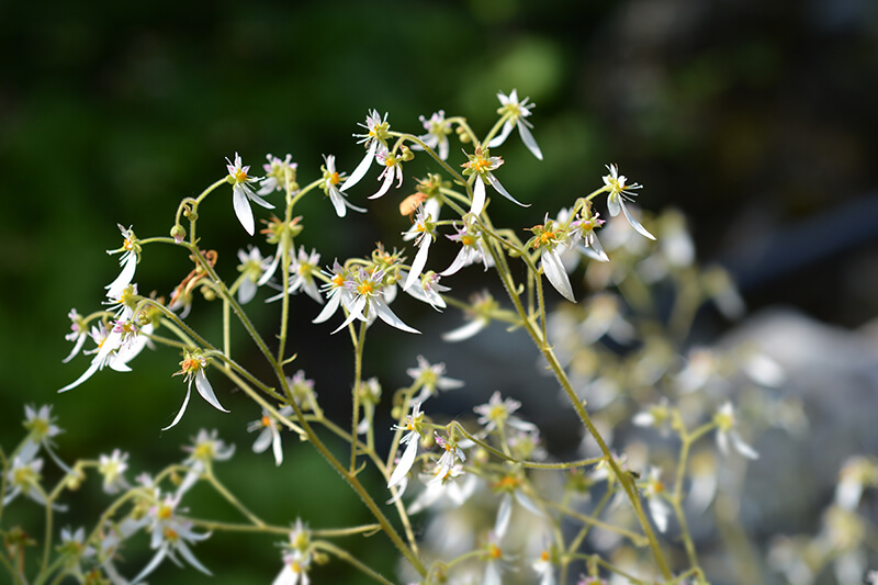 Yuki-no-shita Strawberry Begonia