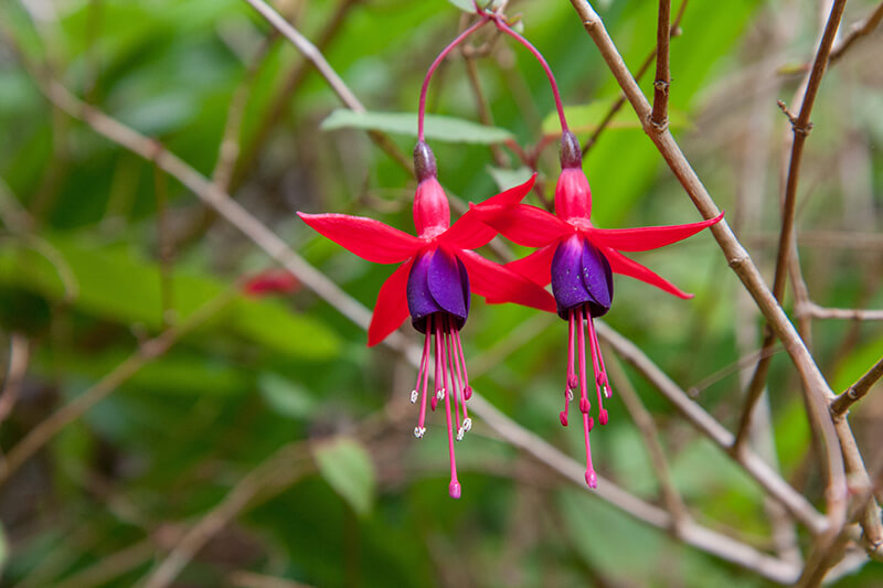 Fuchsia