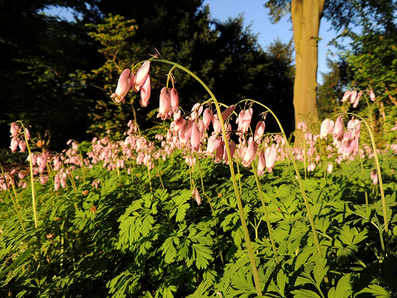 Wild Bleeding Heart