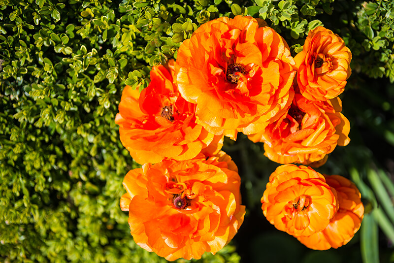 Ranunculus, Yellow Flowering