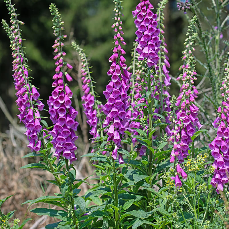 Foxgloves, Wild Indigo