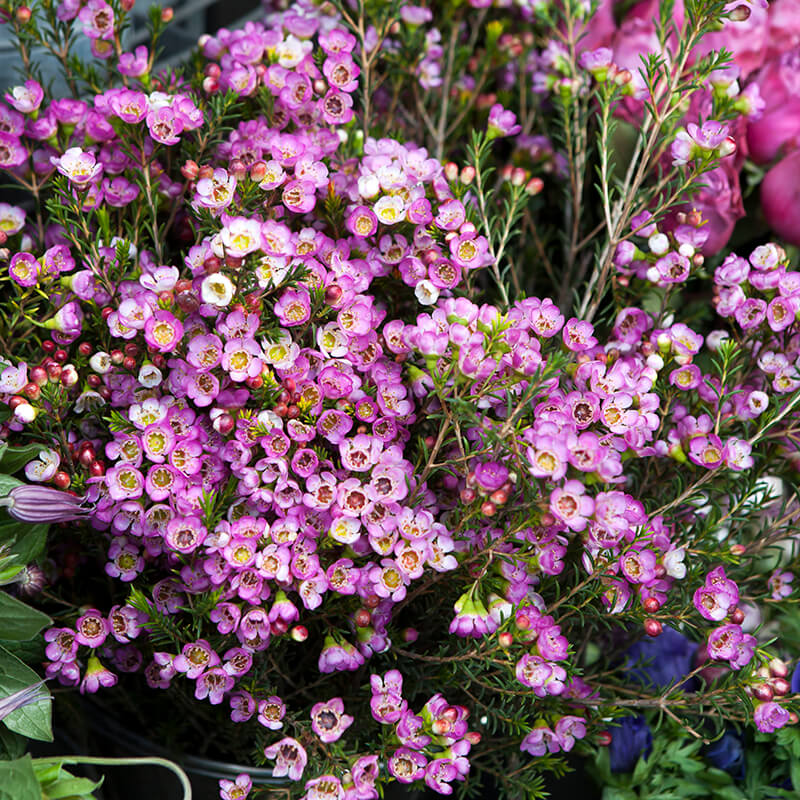 Waxflower, Wild Indigo