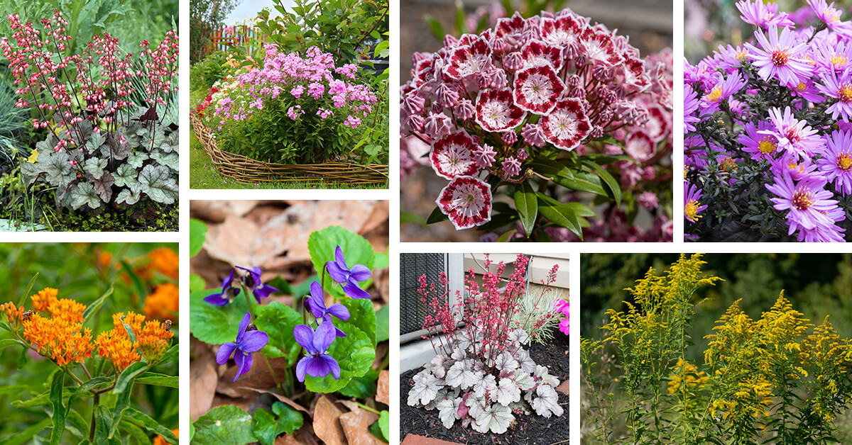 Featured image for 27 Dazzling Spring Flowers to Plant in Your Garden and Enhance the Scenery