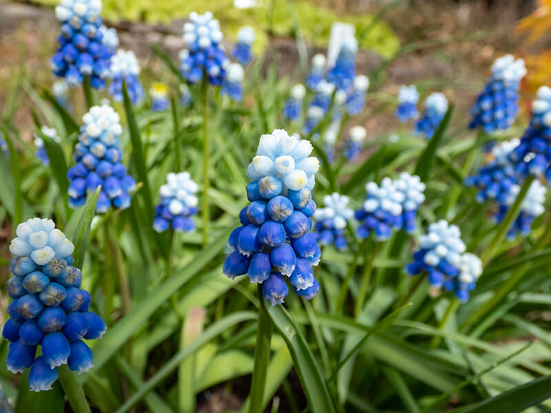 Grape Hyacinth