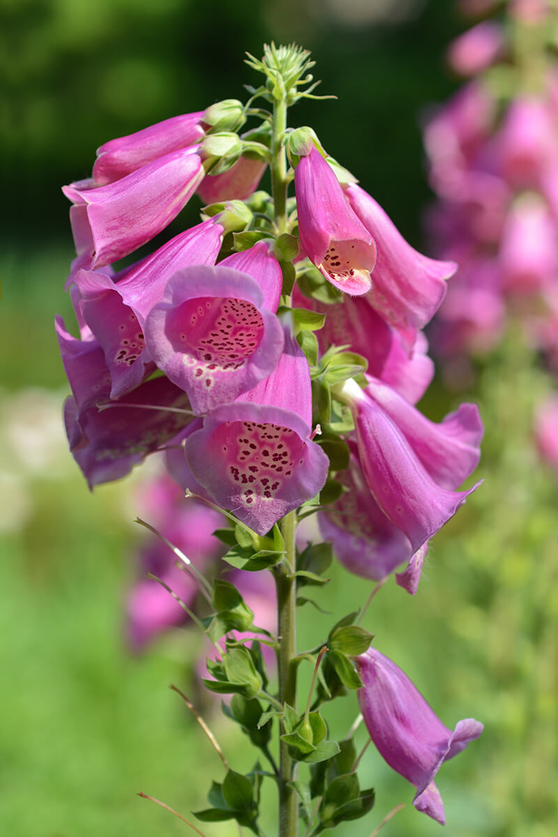 Common Foxglove