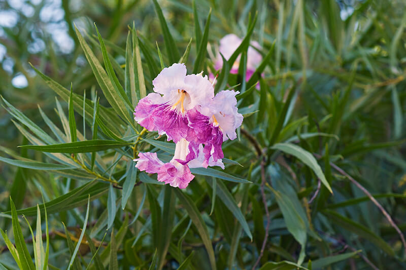 Desert Willow Shrub