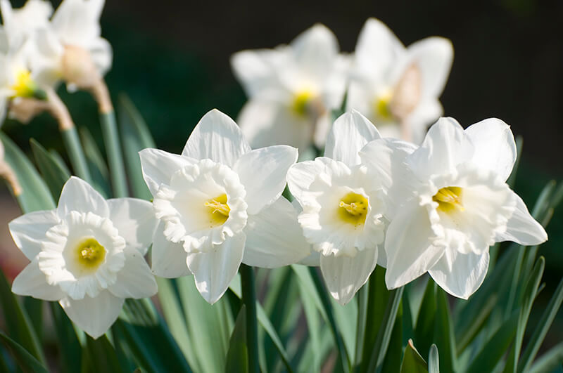 Large-Cupped Daffodil