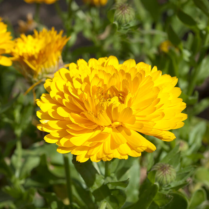 Scotch Marigold