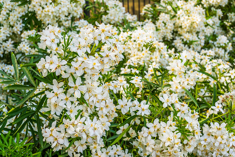 Mexican Orange Blossom