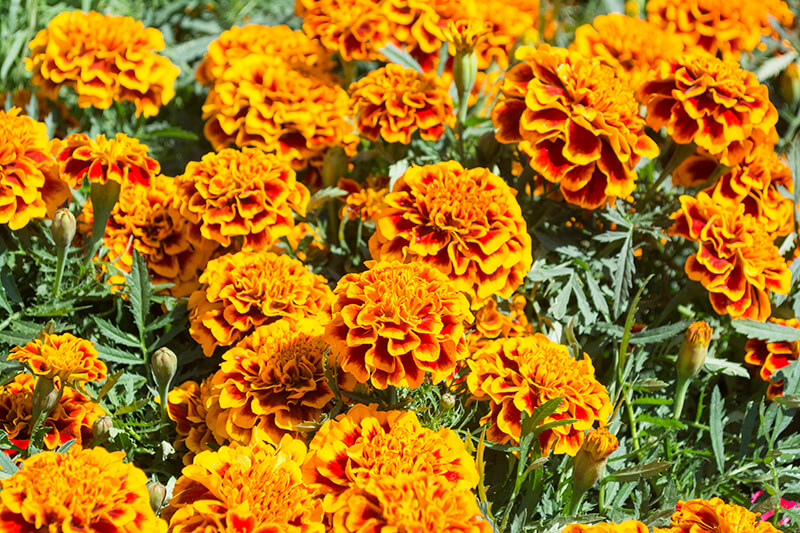 Orange Marigold