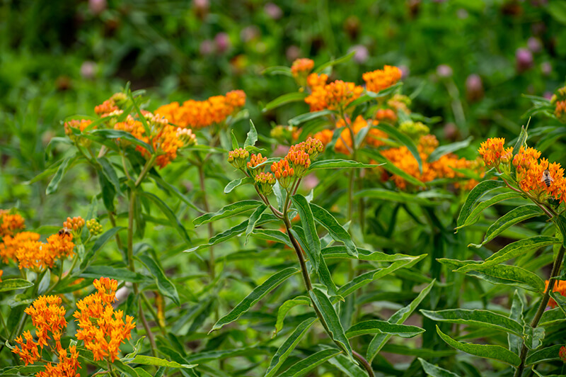 Butterfly Flower