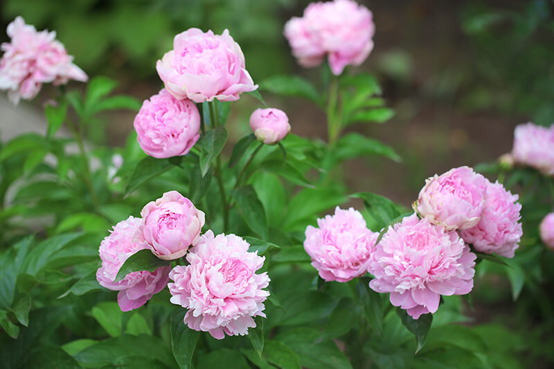 Fernleaf Peony