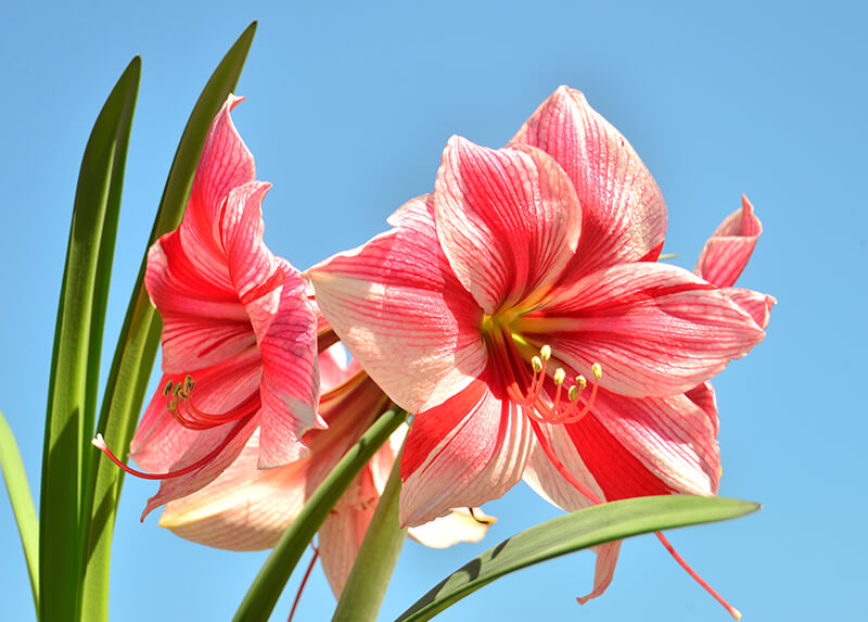 Amaryllis