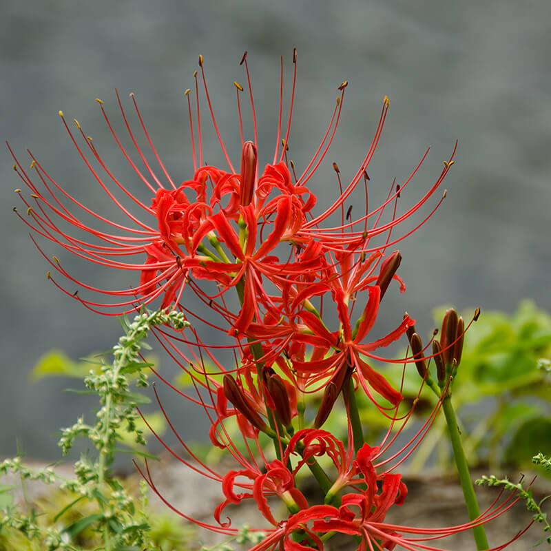 Spider Lily