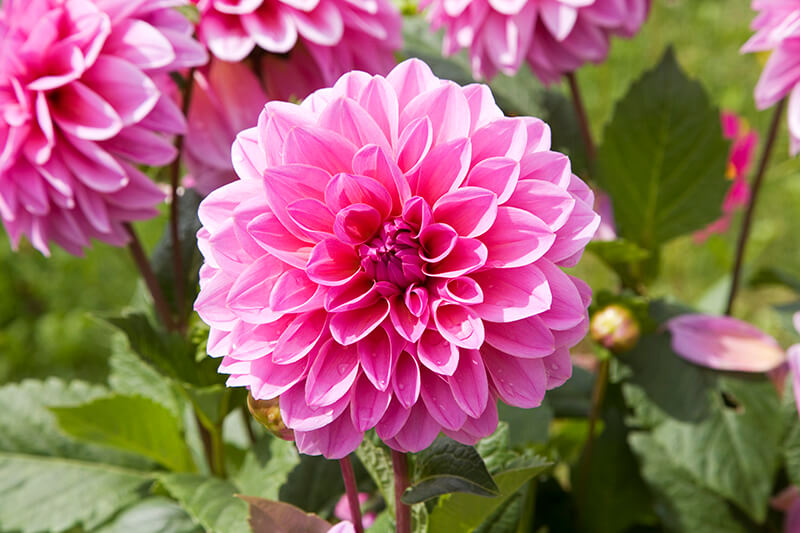 Emory Paul Dinner Plate Dahlia