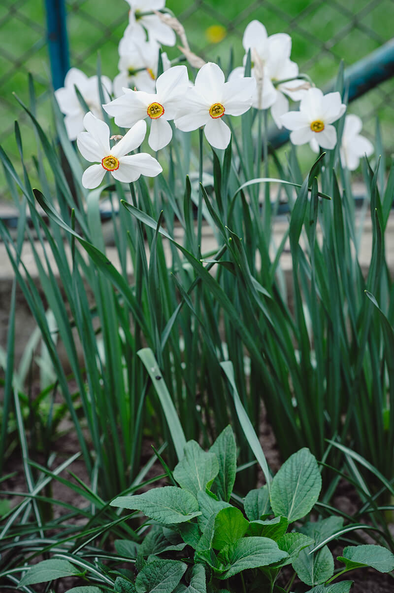 Daffodil