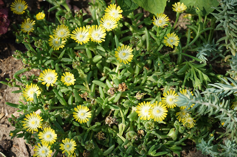 Ice Plant