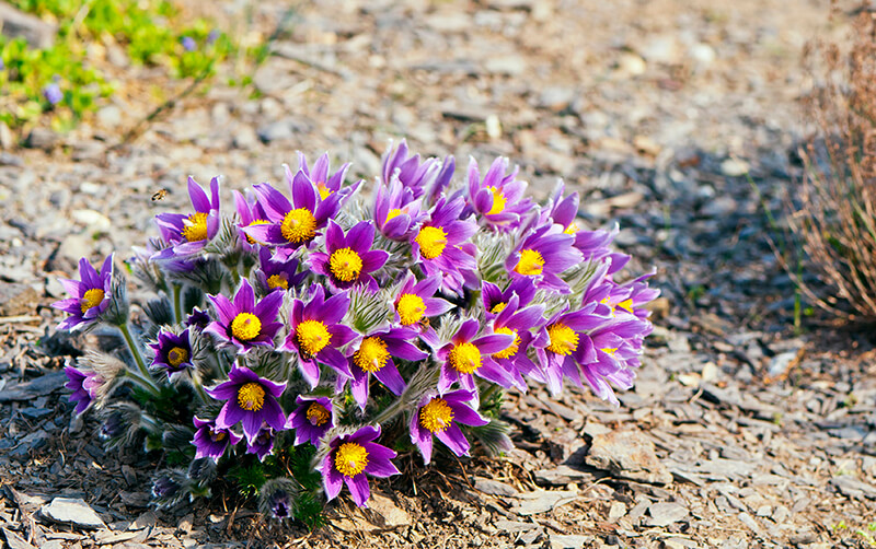 Eastern Pasque Flower