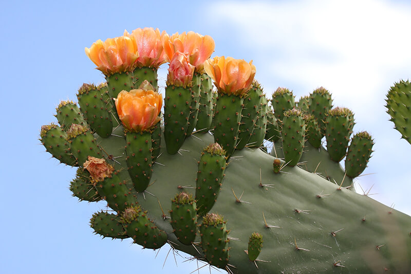 Prickly Pear