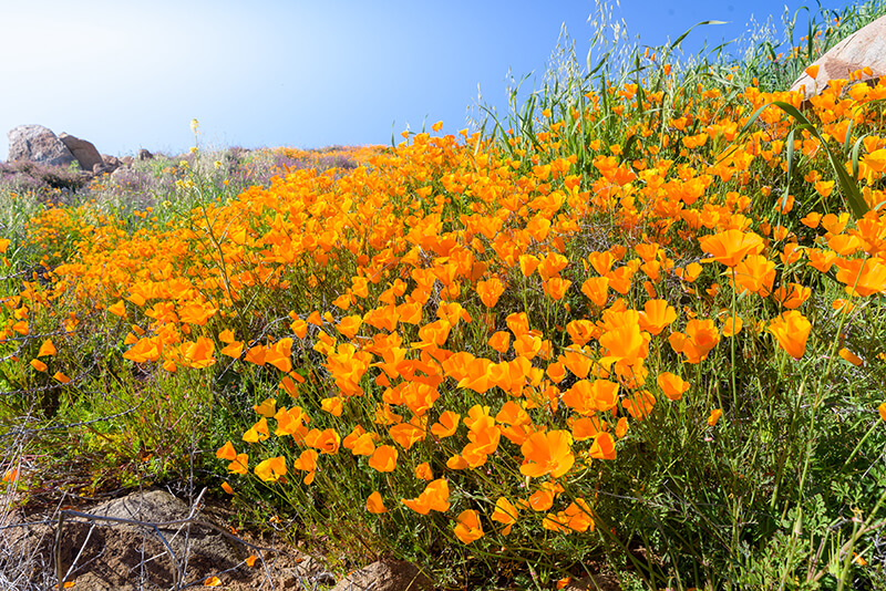 California Poppy, Bedding Plants