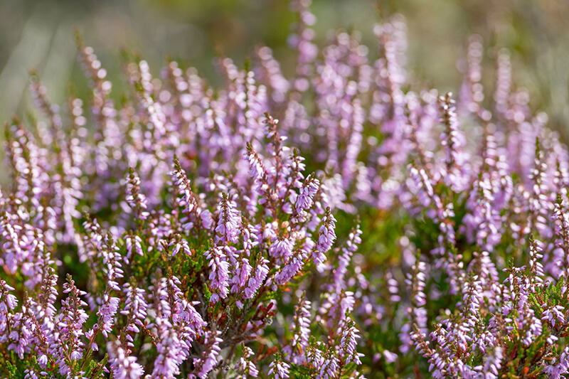 Scotch Heather