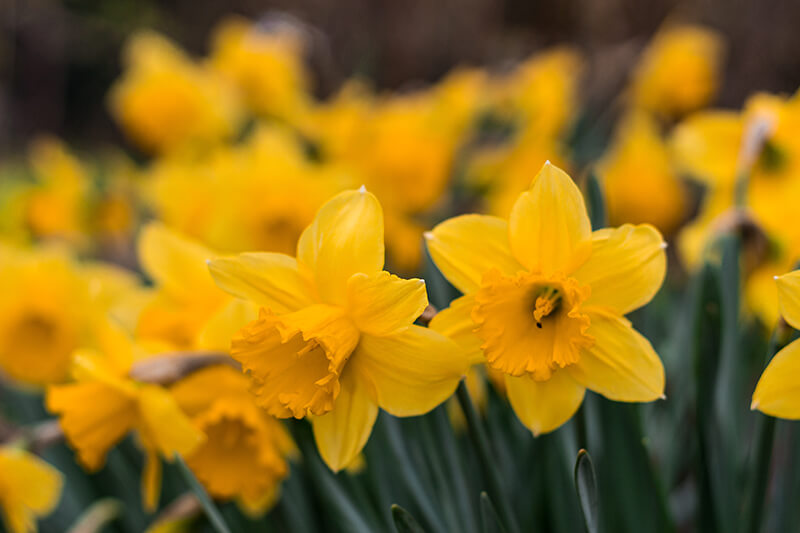 Trumpet Daffodil