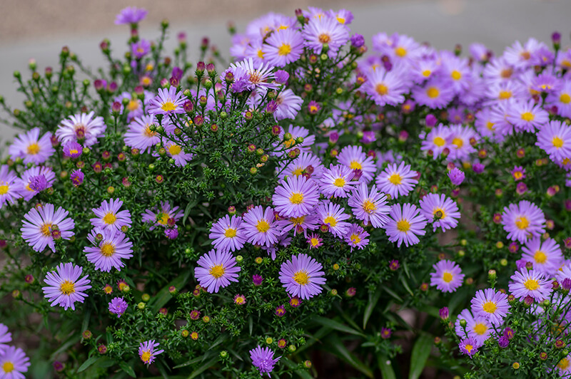 Aster