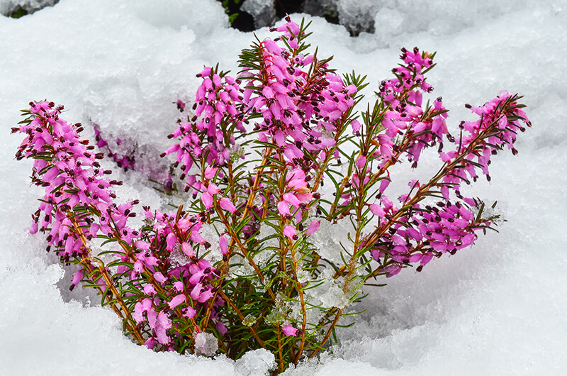 Winter Heath