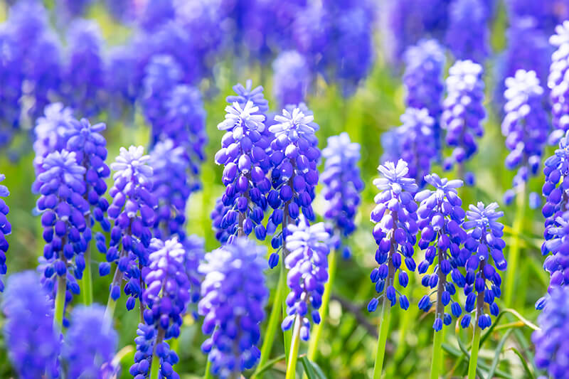 Grape Hyacinth