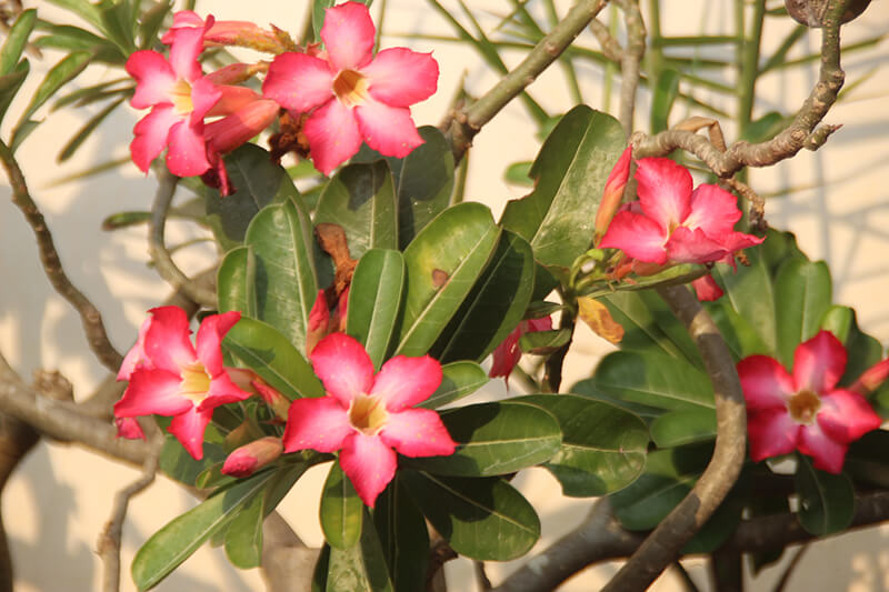 Desert Rose