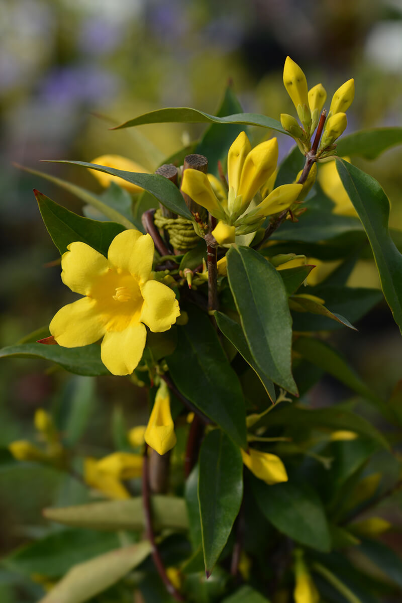 Carolina Yellow Jasmine