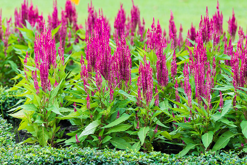 Celosia